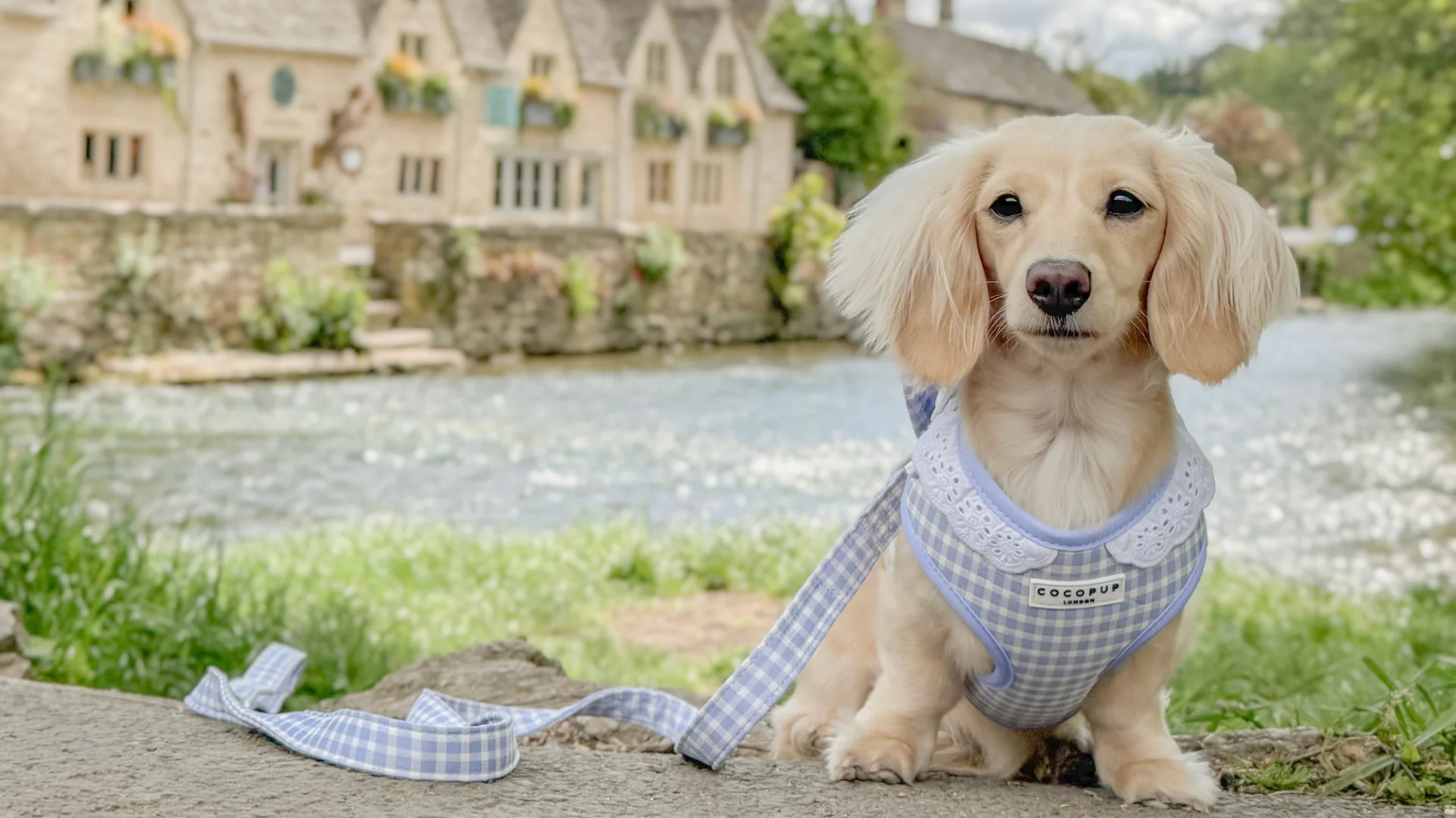 Style That Speaks To Paws